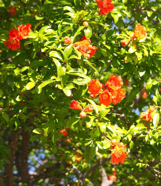 Punica granatum 'Dente di Cavallo'